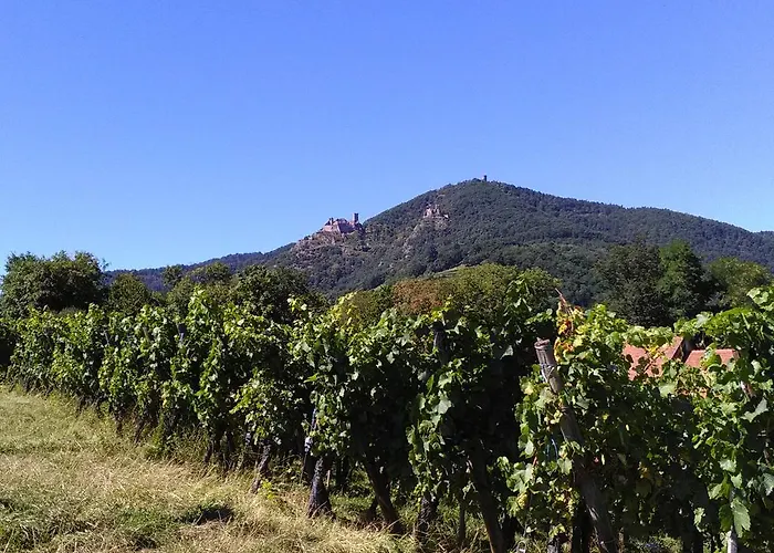 & On The Route Des Vins Bergheim